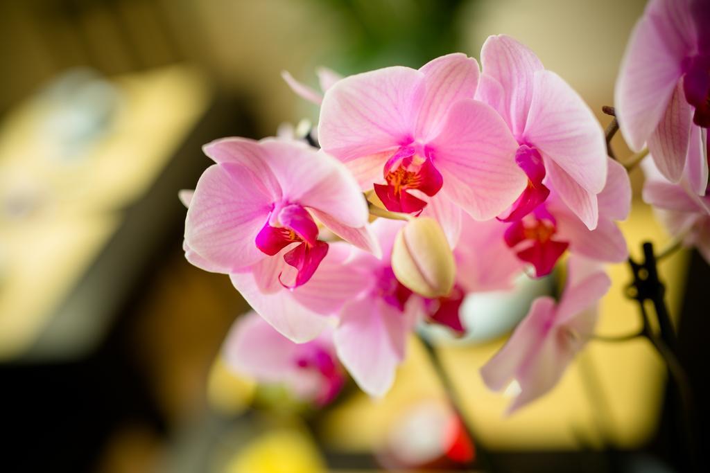 Orchidea Bed & Breakfast Florence