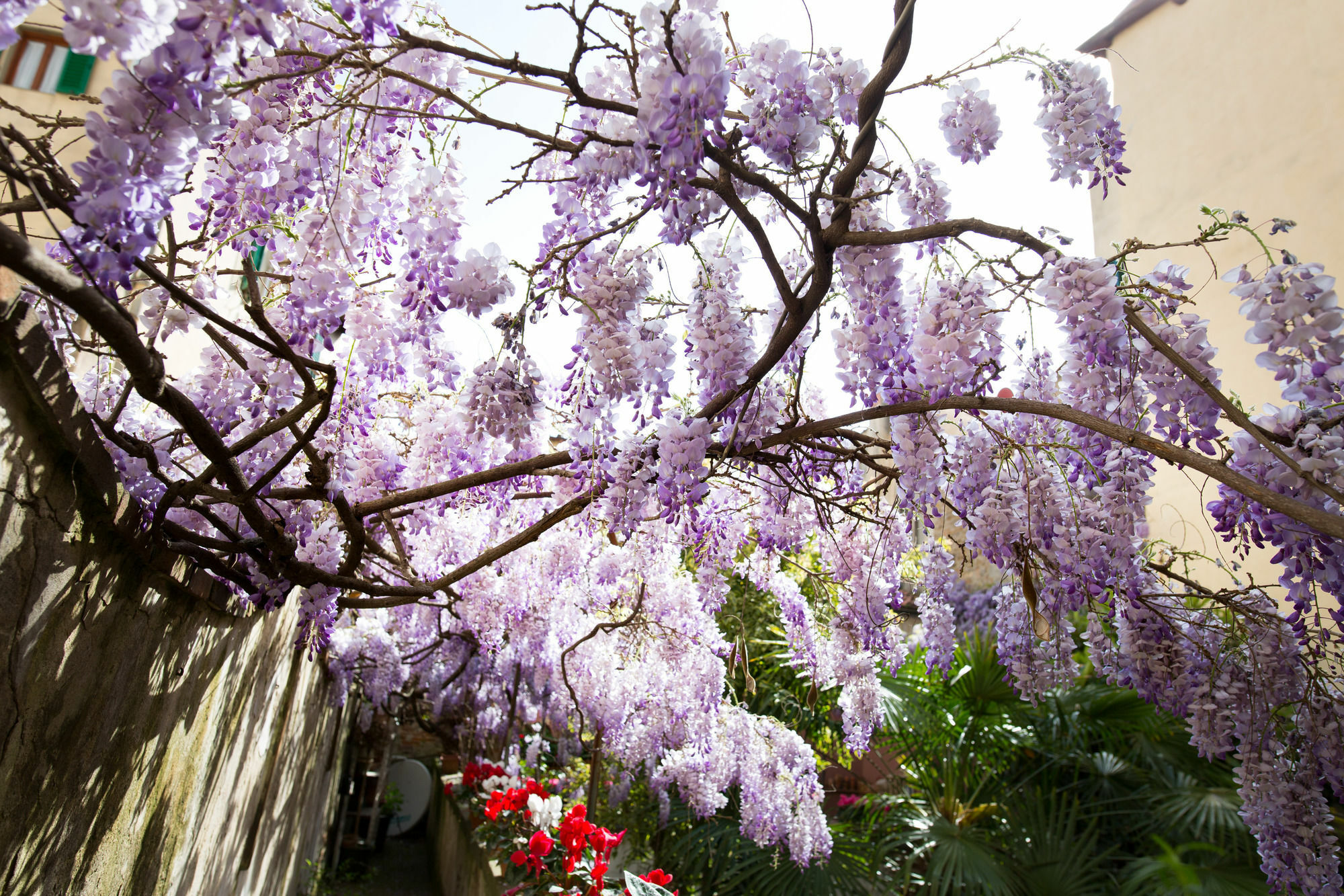 Bed & Breakfast Orchidea Florence