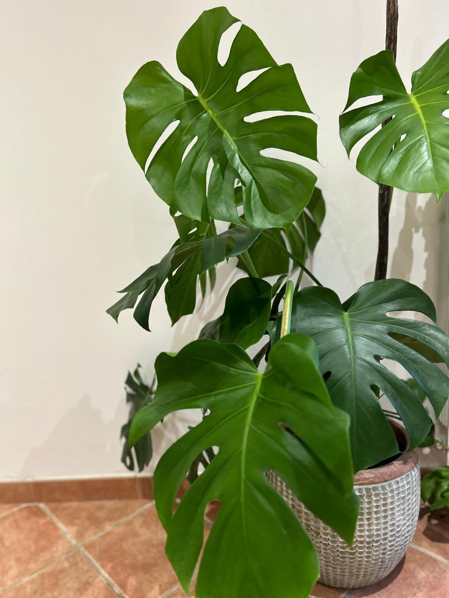 Appartement Le Tre Orchidee *