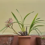 Dimora Del Magnifico