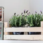Torrigiani Flat