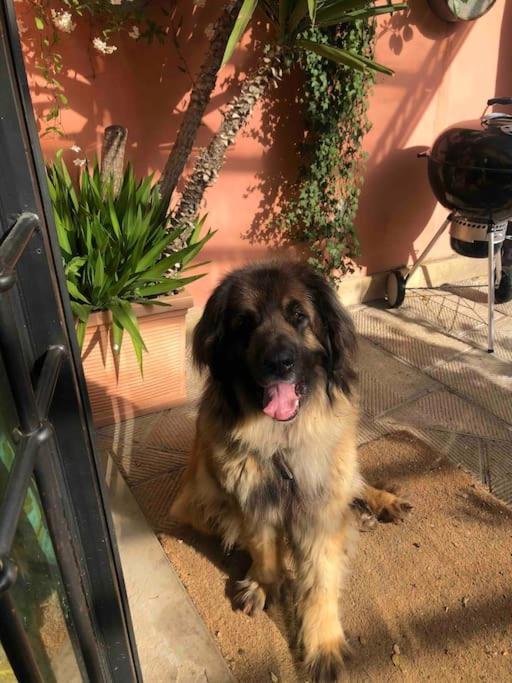 Apartment Escape With Pool In Florence