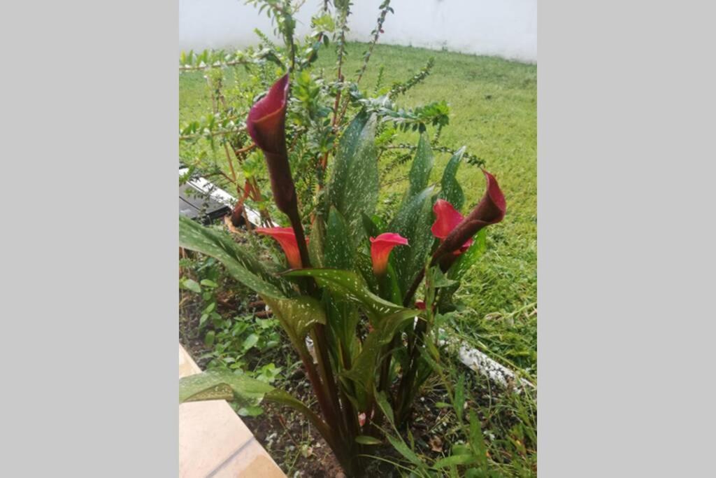 Flower Garden Vicino Al Centro Apartment *