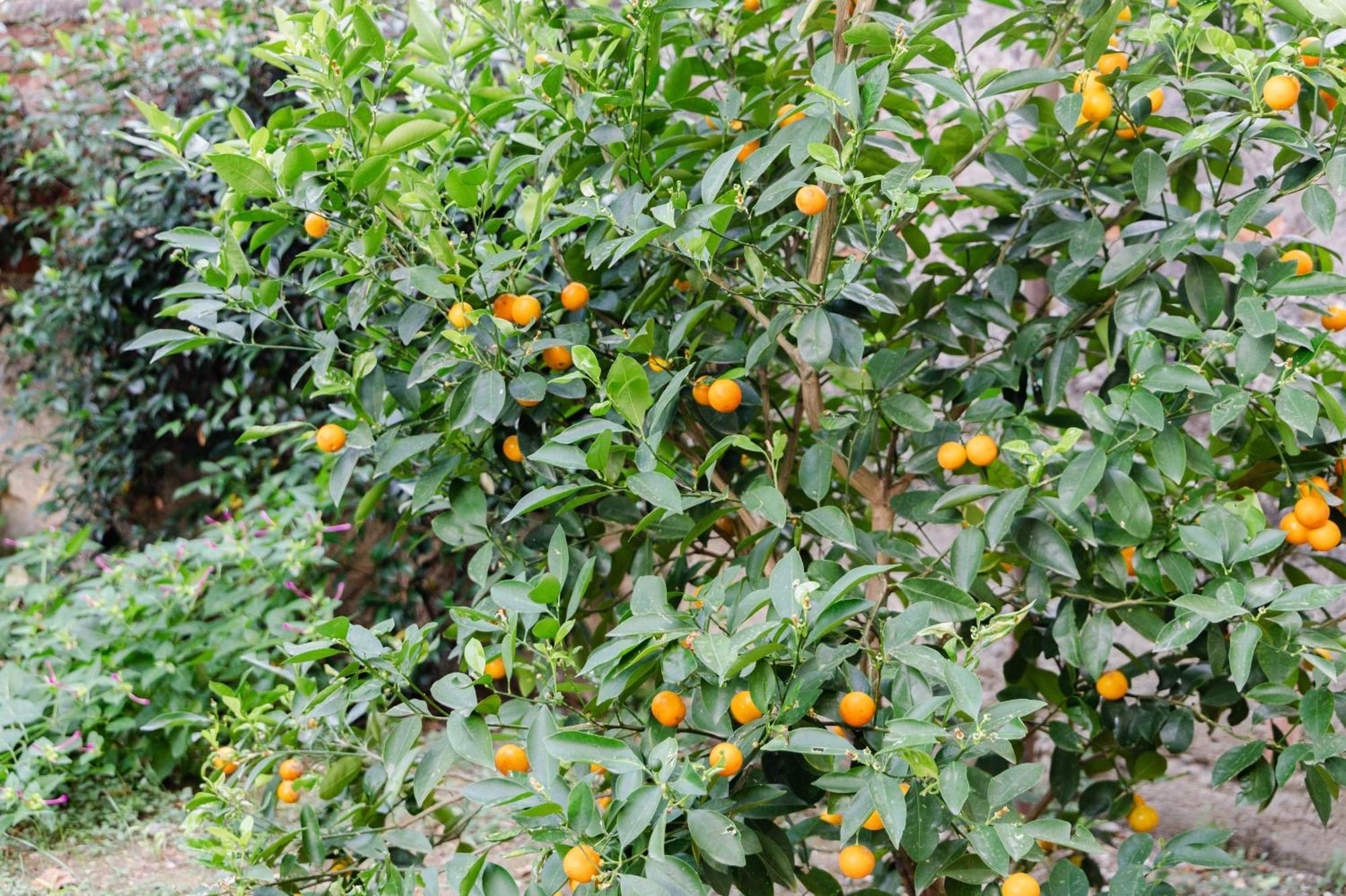 Guest house Au Jardin De Florence