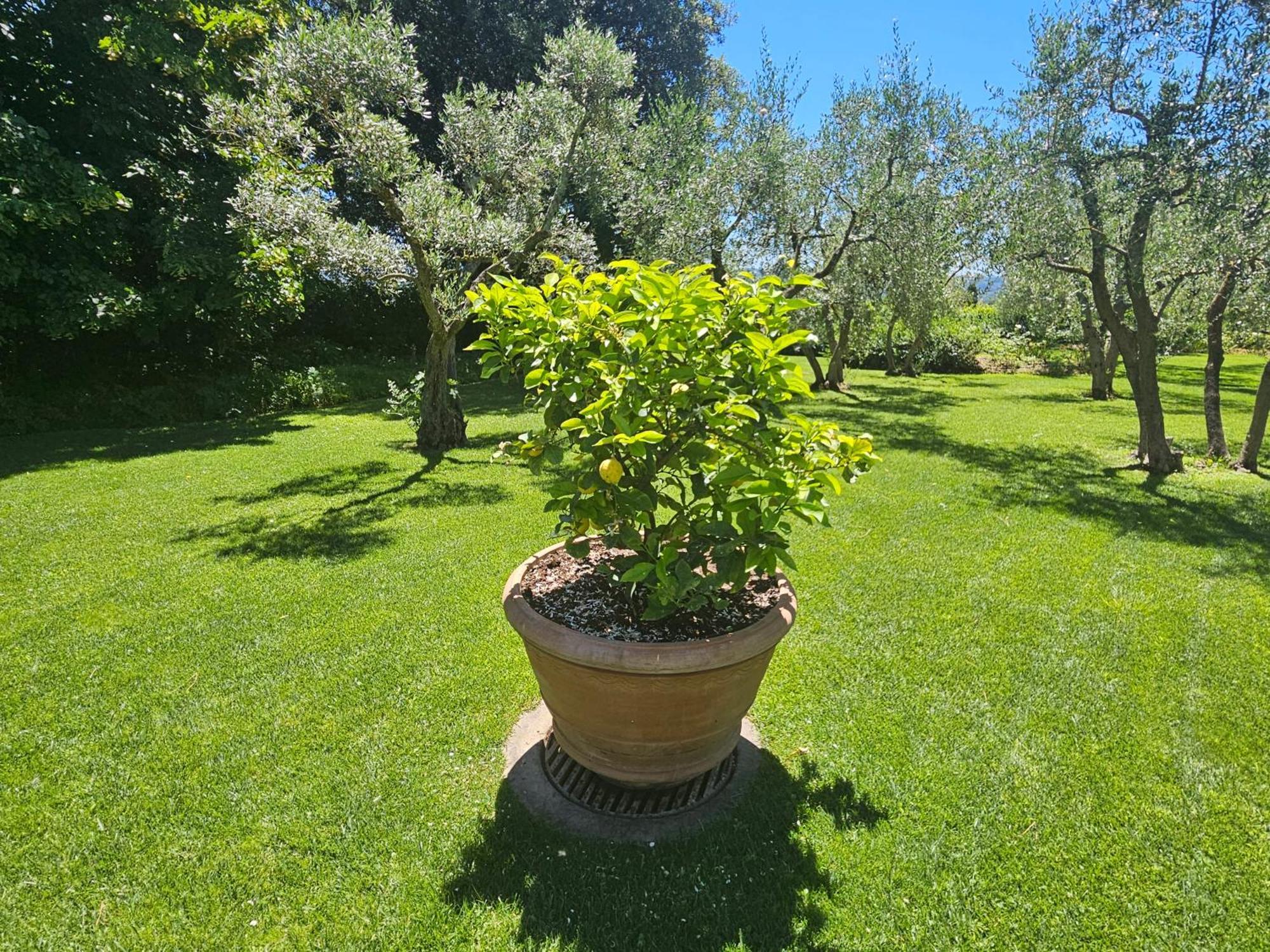 Il Pino Villa
