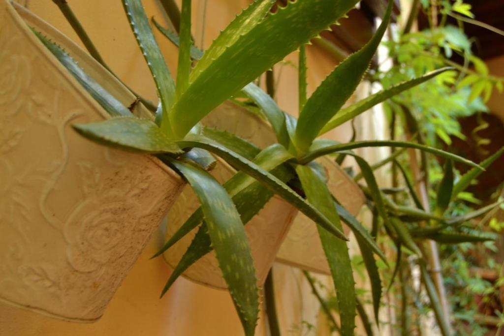 Casa Pucci Casa de hóspedes Florença